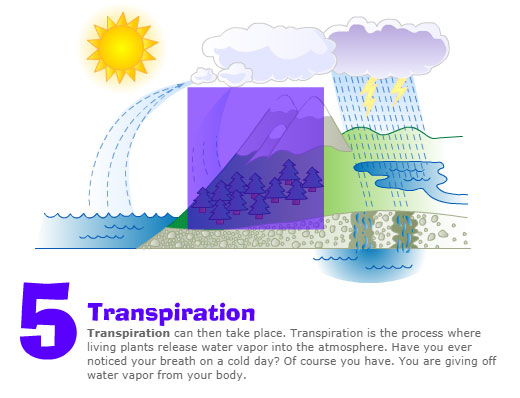 5. Transpiration Transpiration can then take place. Transpiration is the process where living plants release water vapor into the atmosphere. Have you ever noticed your breath on a cold day? Of course you have. You are giving off water vapor from your body.
